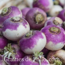 Navet de Nancy variété rustique et précoce graines non traitées