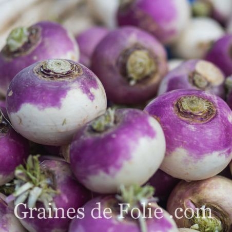 Navet de Nancy variété rustique et précoce graines non traitées