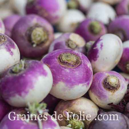 Navet de Nancy variété rustique et précoce graines non traitées Navet de Nancy variété rustique et précoce graines non traitées