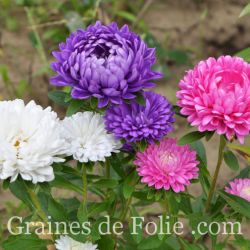  Reine marguerite beauté d'Amérique mix aster de chine callistephus chinensis parfait pour la fin de saison et bouquets graines 