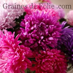  Reine marguerite beauté d'Amérique mix aster de chine callistephus chinensis parfait pour la fin de saison et bouquets graines 