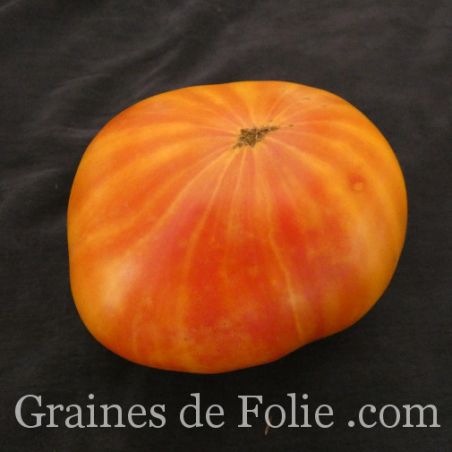 BIO TOMATE MORTGAGE LIFTER PESTA STRAIN