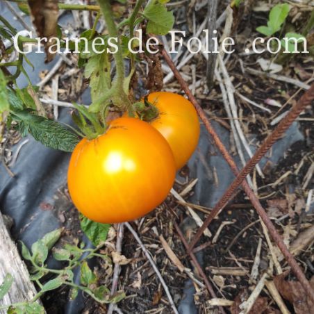 TOMATE ZLATAVA bio graines certifiées agriculture biologique produit en France