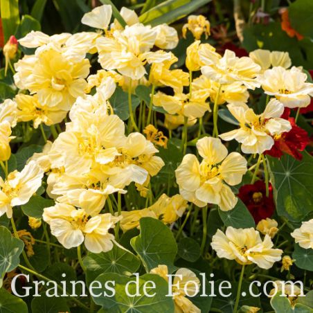 CAPUCINE MILKMAID Tropaeolum majus fleurs jaune pâle