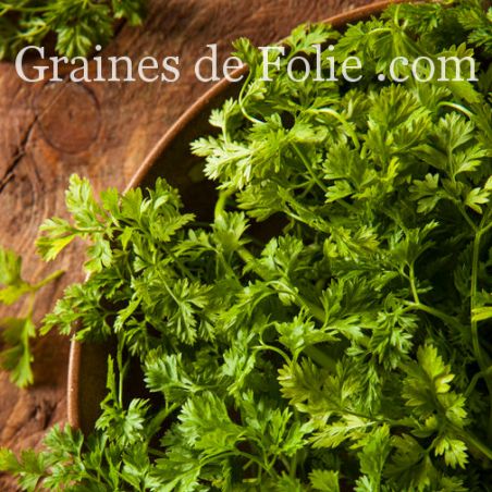 Cerfeuil Frisé Anthriscus cerefolium crispum graines semences plantes aromatiques