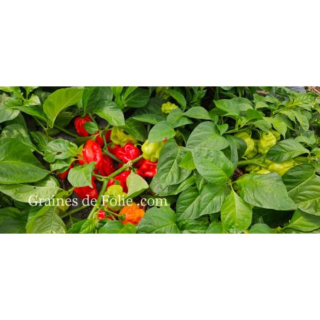 PIMENT HABANERO ROUGE bio graines et semences certifiées AB produite en France