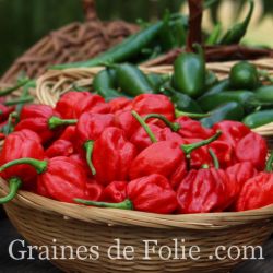 PIMENT HABANERO ROUGE bio graines et semences certifiées AB produite en France