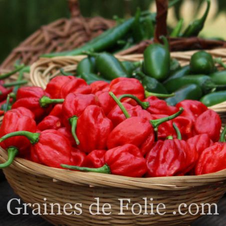 PIMENT HABANERO ROUGE bio graines et semences certifiées AB produite en France