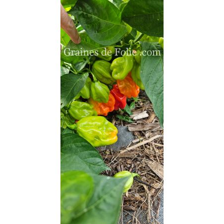 PIMENT HABANERO ROUGE bio graines et semences certifiées AB produite en France Ferme des Cagnolles Benoit Le Baube