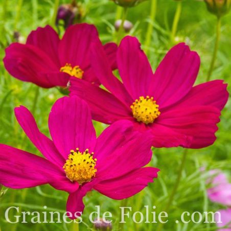 COSMOS bipinnatus GAZEBO RED fleurs rouge rose floraison tout l'été