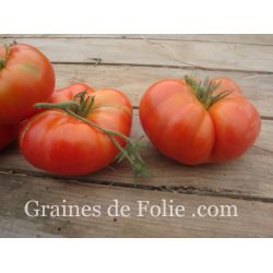 Bio Tomate REINE DES HÂTIVES variété ancienne très précoce et productive