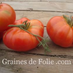 Bio Tomate REINE DES HÂTIVES variété ancienne très précoce et productive