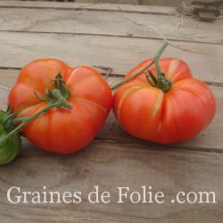 Bio Tomate REINE DES HÂTIVES variété ancienne très précoce et productive