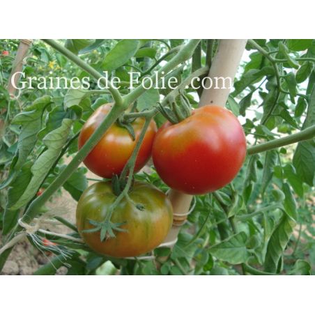 Bio Tomate REINE DES HÂTIVES variété ancienne très précoce et productive