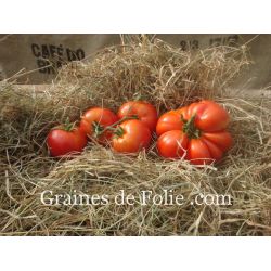 Bio Tomate REINE DES HÂTIVES variété ancienne très précoce et productive