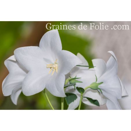 Campanule de chine à grandes fleurs blanches Platycodon grandifloris