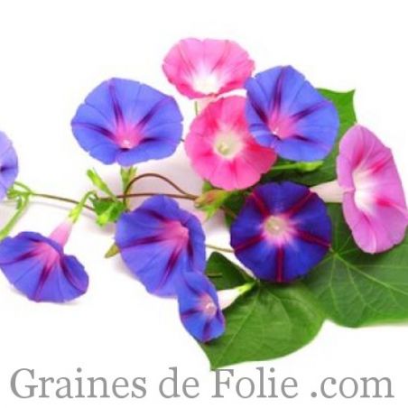 IPOMEE PURPUREA MIX rose et violet coeur blanc graines