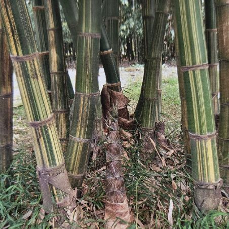 BAMBOU GIGANTOCHLOA BICOLOR géant graines samen zaden semi