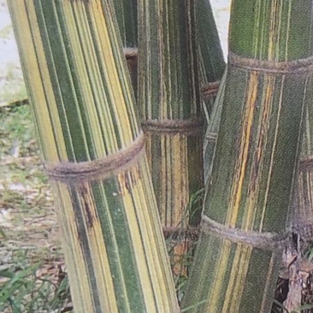 BAMBOU GIGANTOCHLOA BICOLOR géant graines samen zaden semi