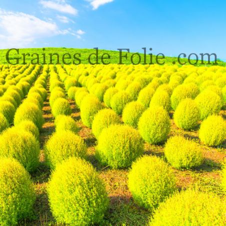 Cyprès d'été ou Kochie à balai KOCHIA Brassia scoparia tricophylla graines samen zaden seeds