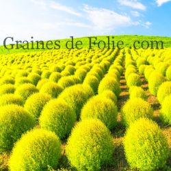 Cyprès d'été ou Kochie à balai KOCHIA Brassia scoparia tricophylla graines samen zaden seeds