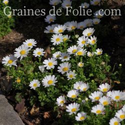 MINI MARGUERITE CHRYSANTHEME DES MARAIS LEUCANTHEMUM PALUDOSUM hauteur 30 cm graines