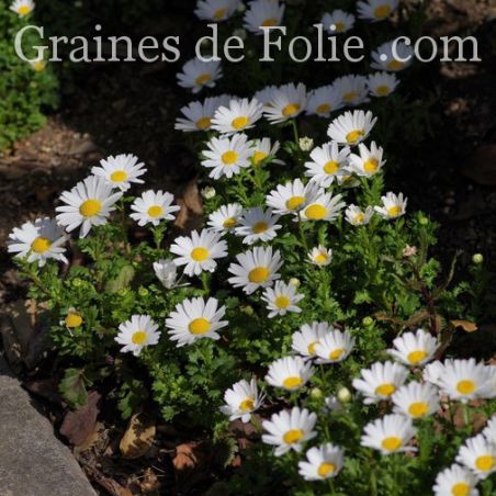 MINI MARGUERITE CHRYSANTHEME DES MARAIS LEUCANTHEMUM PALUDOSUM hauteur 30 cm graines
