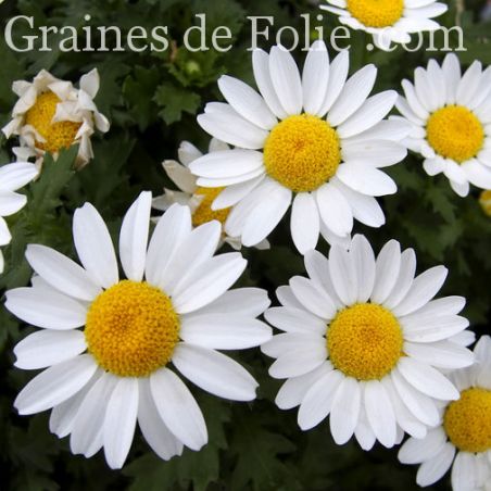 MINI MARGUERITE CHRYSANTHEME DES MARAIS LEUCANTHEMUM PALUDOSUM hauteur 30 cm graines