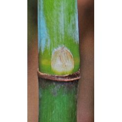 BAMBOU FARGESIA ANGUSTISSIMA non traçant idéal pour haies, bosquets ou massifs graines semences zaden samen sementes