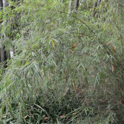 BAMBOU FARGESIA ANGUSTISSIMA non traçant idéal pour haies, bosquets ou massifs graines semences zaden samen sementes