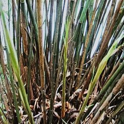 BAMBOU FARGESIA ANGUSTISSIMA non traçant idéal pour haies, bosquets ou massifs graines semences zaden samen sementes