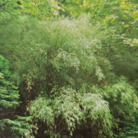 BAMBOU FARGESIA ANGUSTISSIMA non traçant idéal pour haies, bosquets ou massifs graines semences zaden samen sementes