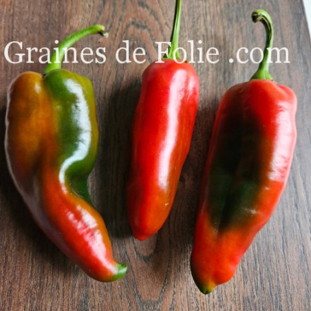 Poivron Pantos plante vigoureuse et productive fruit excellent graines certifiées BIO