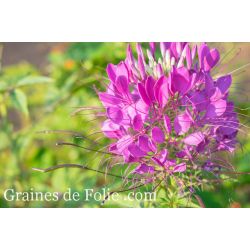 CLEOME SPINOSA ROSE QUEEN grande plante annuelle fleur araignée graines