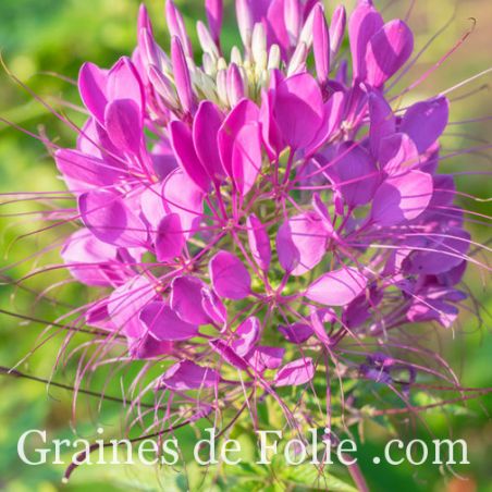 CLEOME SPINOSA ROSE QUEEN grande plante annuelle fleur araignée graines