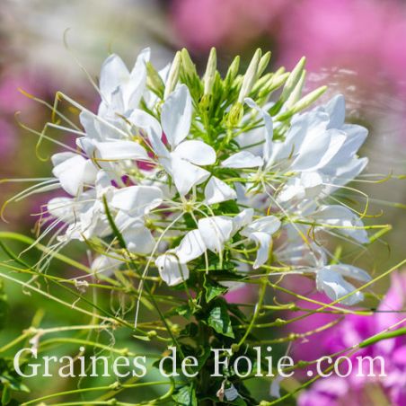 CLEOME spinosa WHITE QUEEN grandes fleurs araignées plantes annuelles graines