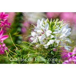 CLEOME spinosa WHITE QUEEN grandes fleurs araignées plantes annuelles graines