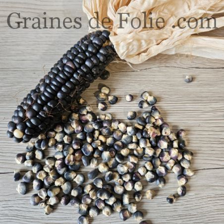 MAïS Jerry Petersen Blue grains couleur bleu foncé utilisation farine semences non traitées