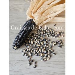 MAïS Jerry Petersen Blue grains couleur bleu foncé utilisation farine semences non traitées