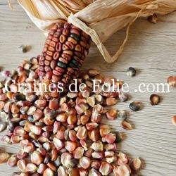 MAIS EARTH TONES DENT graines semences samen zaden zea
