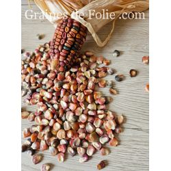 MAIS EARTH TONES DENT graines semences samen zaden zea