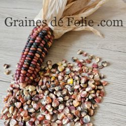 MAIS ICE LADY grains mutlicolores pour utilisation en farine ou déco semences non traitées