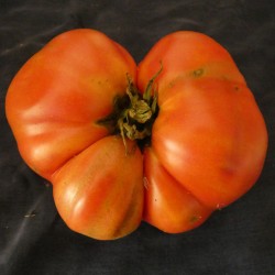 TOMATE ROSA DE BARBASTRO Bio variété ancienne espagnole excellente graines semences paysannes potagères certifiées AB