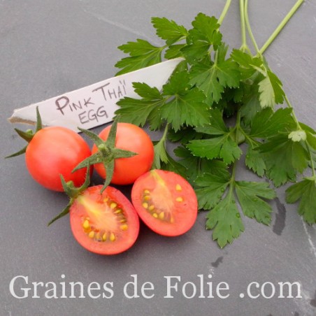 TOMATE PINK THAÏ EGG variété originaire de Thaïlande produit en France graines semences BIO