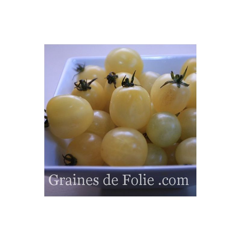 Graines bioTomate cerise Vilma Cherry