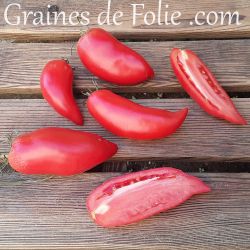 TOMATE POLISH LINGUISA variété ancienne polonaise type cornue graines semences paysannes certifiées Agriculture Biologique