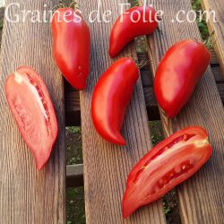 TOMATE POLISH LINGUISA variété ancienne polonaise type cornue graines semences paysannes Bio