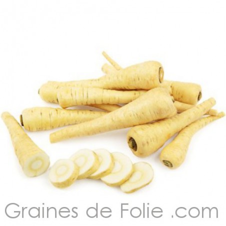 PANAIS TENDER & TRUE bio saveur douce racines longues semences Bio