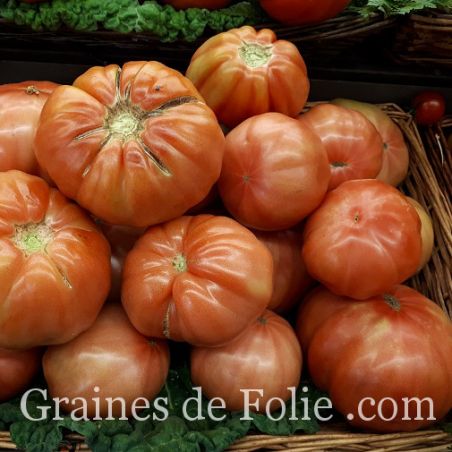 Sachet de graine de tomate 5 variétés certifié AB