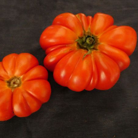 TOMATE KERB bio excellente saveur graines semences samen zaden